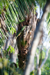 A couple of gren parrots with yellow head nesting in the amazon jungle