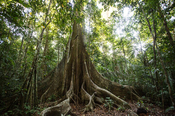 Roots of the Lupuna tree in the Amazon rainforest of Peru - obrazy, fototapety, plakaty