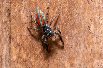 Colorful spider in amazon jungle, in Tambopata, Peru