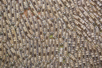 Hairy caterpillars group in the amazon jungle