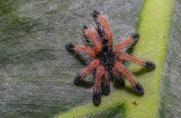 Baby tarantula spyder over leaf
