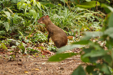 Aguti rodent of amazon jungle