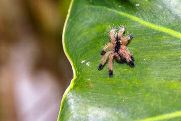A baby tarantula spider standing on the foliage
