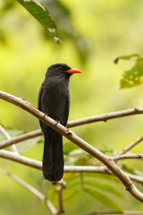 Portrait of a Nunbird (Monasa nigrifrons) in the amazon jungle of Peru