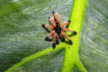 A baby tarantula spider standing on the foliage