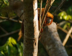 Portrait of sahuí moloso, huicoco, socayo or titi