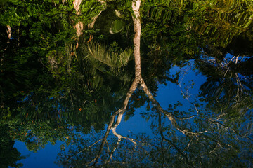 Landscape of the Amazon jungle, in Lago Sandoval, Tambopata, Peru