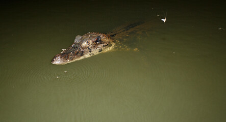 Portrait of a black alligator in the water