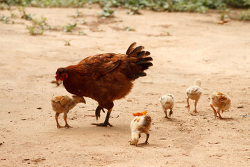 A hen walks with her chicks