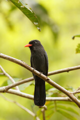 Portrait of a Nunbird (Monasa nigrifrons) in the amazon jungle of Peru