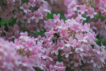 bumblebee on flowers. Blooming spring flowers