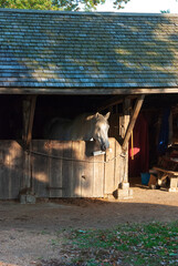 White Horse in Stable at Dusk