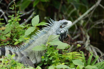 Green iguana (Iguana iguana) Iguanidae family. On the Rio Negro riverside, Manaus - Brazil