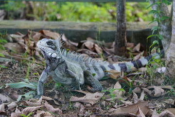 Green iguana (Iguana iguana) Iguanidae family. On the Rio Negro riverside, Manaus - Brazil