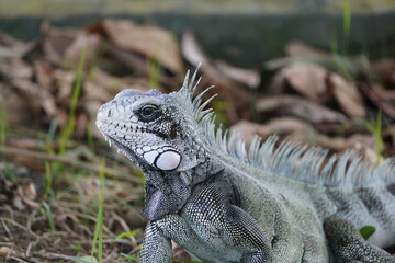 Green iguana (Iguana iguana) Iguanidae family. On the Rio Negro riverside, Manaus - Brazil