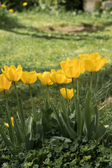 Group of Yellow Tulips in a Spring Garden on a Sunny Day