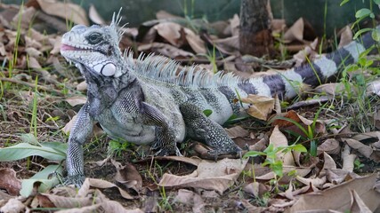 Green iguana (Iguana iguana) Iguanidae family. On the Rio Negro riverside, Manaus - Brazil