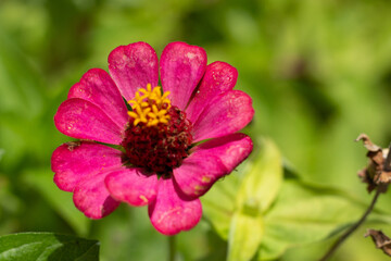 Closeup of a flower with blurred background