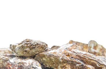 Isolated oysters side view in ocean or aquarium or farm