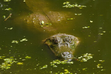 Fototapeta premium Portrait of a black alligator in the water 
