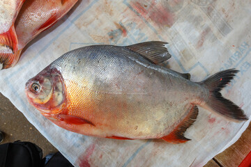 A paco fish in a market of amazon jungle