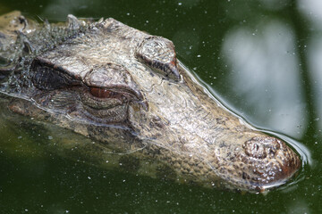 Portrait of a black alligator in the water
