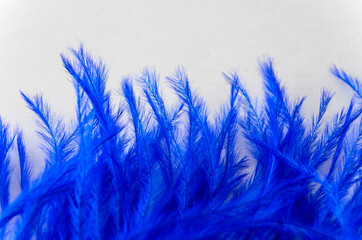 Close-up of blue Ostrich feather tips