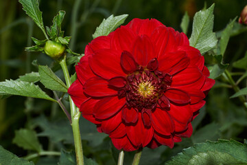 Dahlias are blooming in the garden of the country house. Dahlia (lat. Dahlia) is a genus of perennial herbaceous plants of the Asteraceae family with tuberous roots and large flowers of bright color.