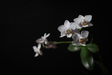Obraz premium white orchid on black