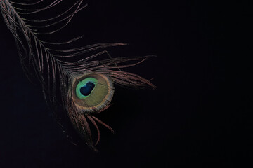 Obraz premium peacock feather on black