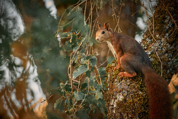 squirrel in the tree