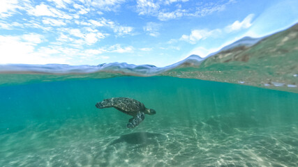 50 50 sea turtle
