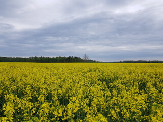 Endless rapeseed fields bloomed with beautiful yellow flowers on warm May days