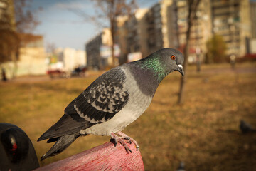 pigeon in the park