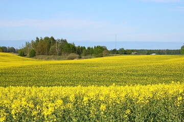 Endless rapeseed fields bloomed with beautiful yellow flowers on warm May days