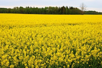 Obraz premium Endless rapeseed fields bloomed with beautiful yellow flowers on warm May days