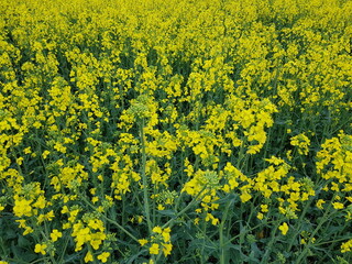 Obraz premium Endless rapeseed fields bloomed with beautiful yellow flowers on warm May days