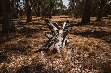 stump in the forest