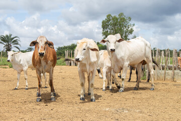 Nellore cattle grazing on a sunny day in the countryside