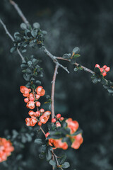 berries on a branch