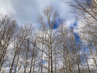 trees in winter with cloudy sky