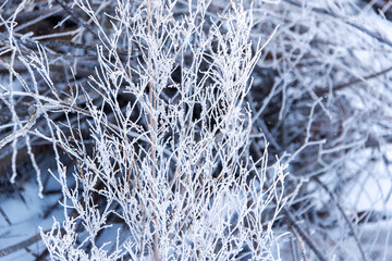 Close up view of a shrub coated in snow