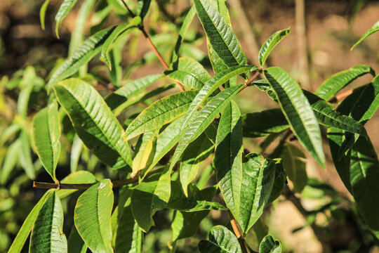 Aloysia citriodora plant in the garden