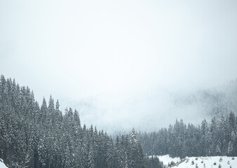 Pine trees covered with snow on the mountain slopes. Conifers in winter. Beautiful winter