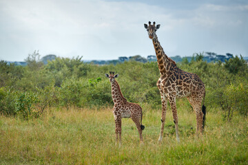 Mother giraffe and her baby
