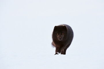 Fototapeta premium Beautiful blue arctic fox (Alopex lagopus) in the snow.
