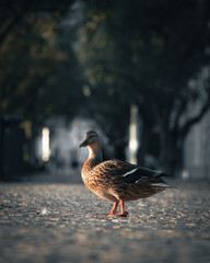 city duck Lisbon