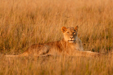 Young lion photographed at dawn.