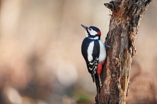Male great-spotted woodpecker