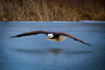 Bald Eagle gliding over frozen pond.